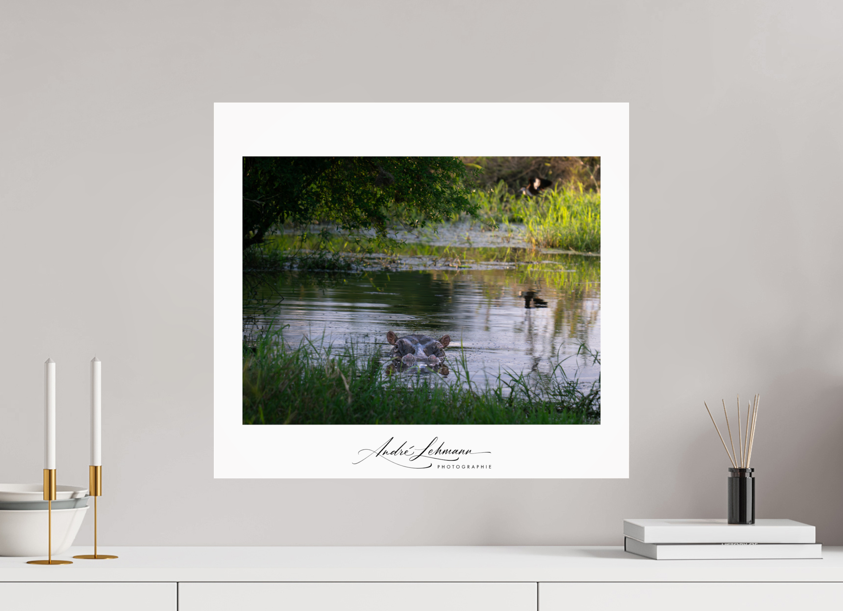 55.2 x 50 cm, Photo Print Under Acrylic Glass Hippo in the pond