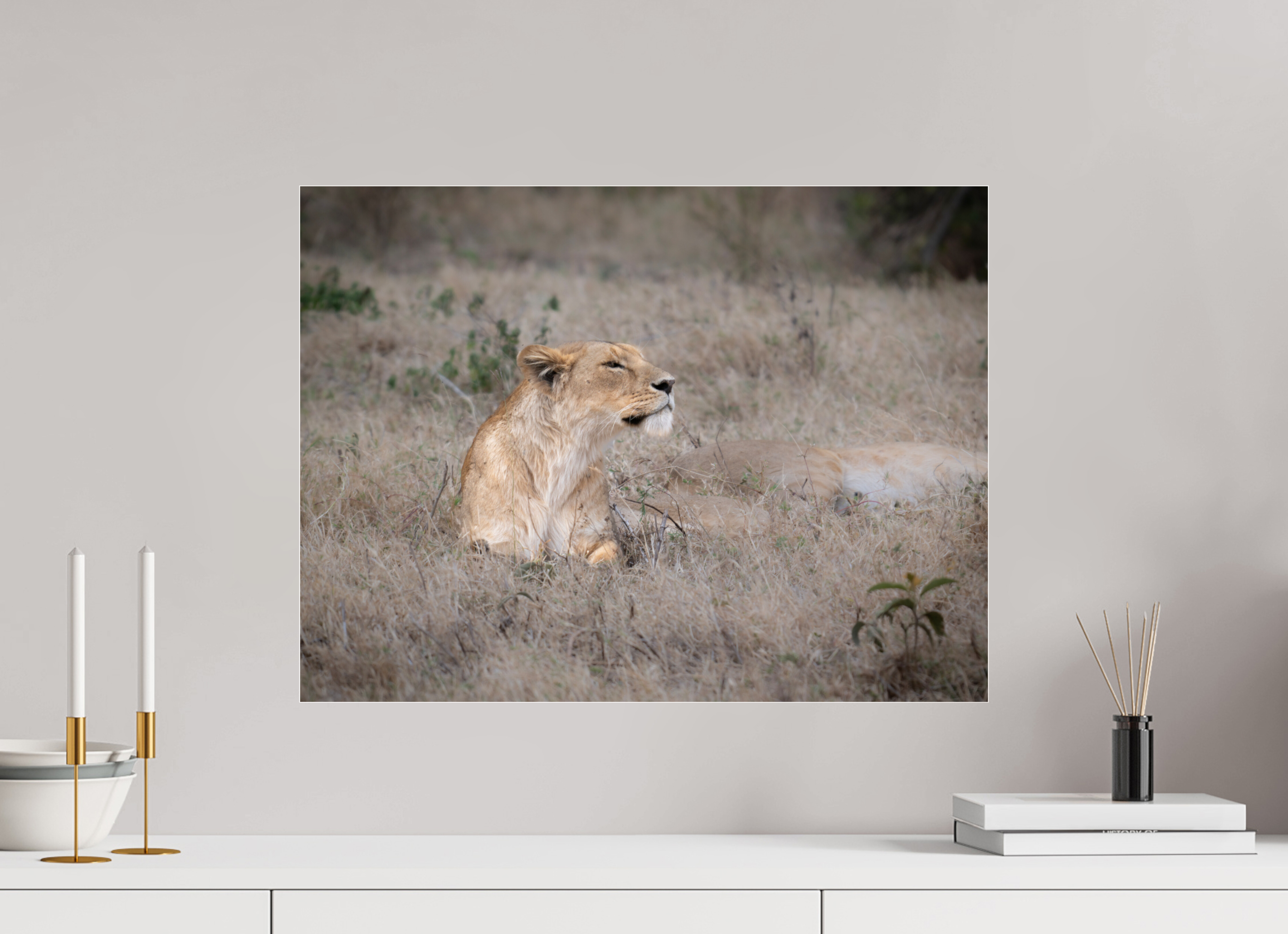 60 x 45 cm, Photo Print Under Acrylic Glass An attentive lioness (No frame)