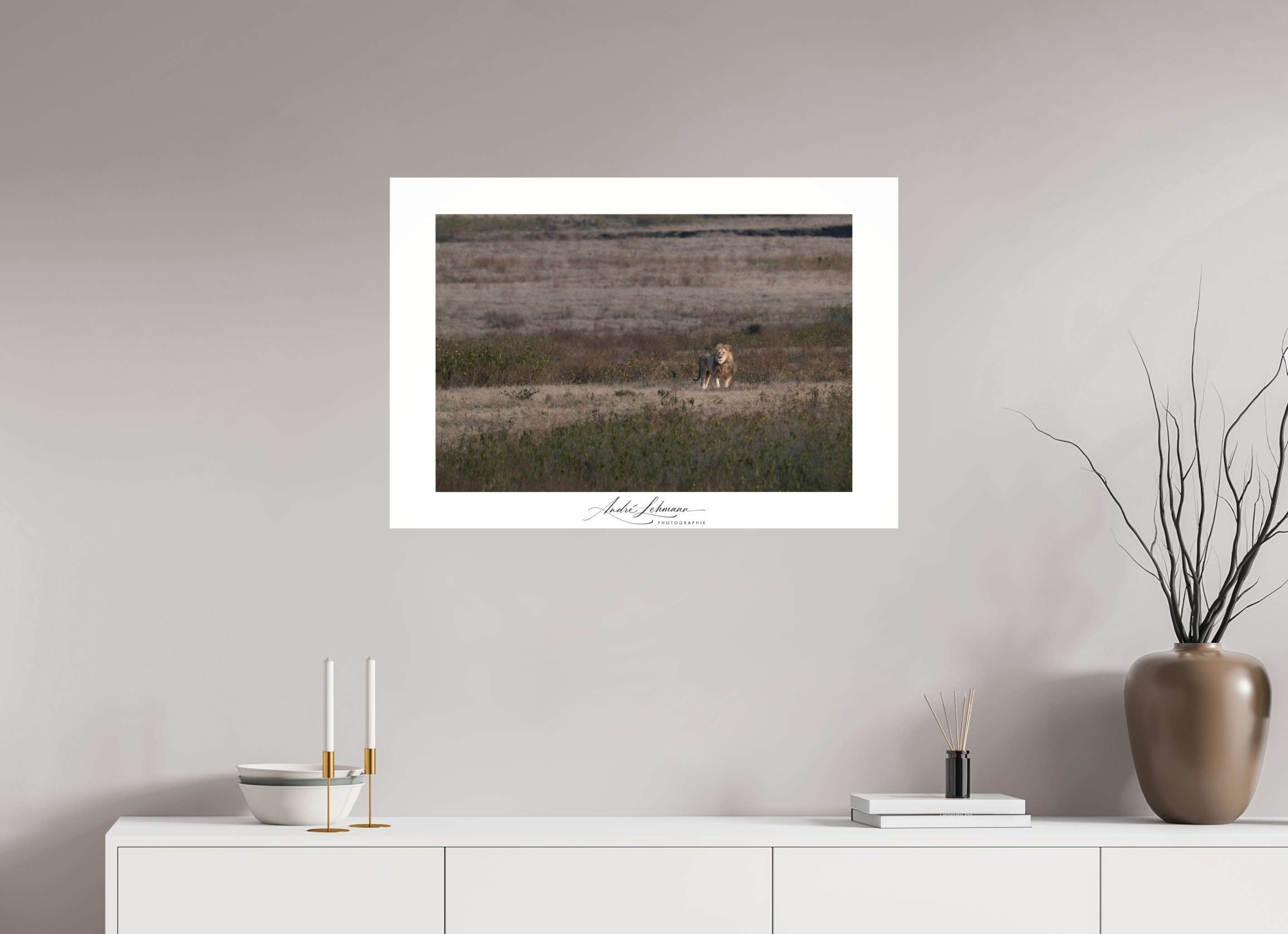 86.9 x 60 cm, Photo Print Under Acrylic Glass A lion surveys its territory