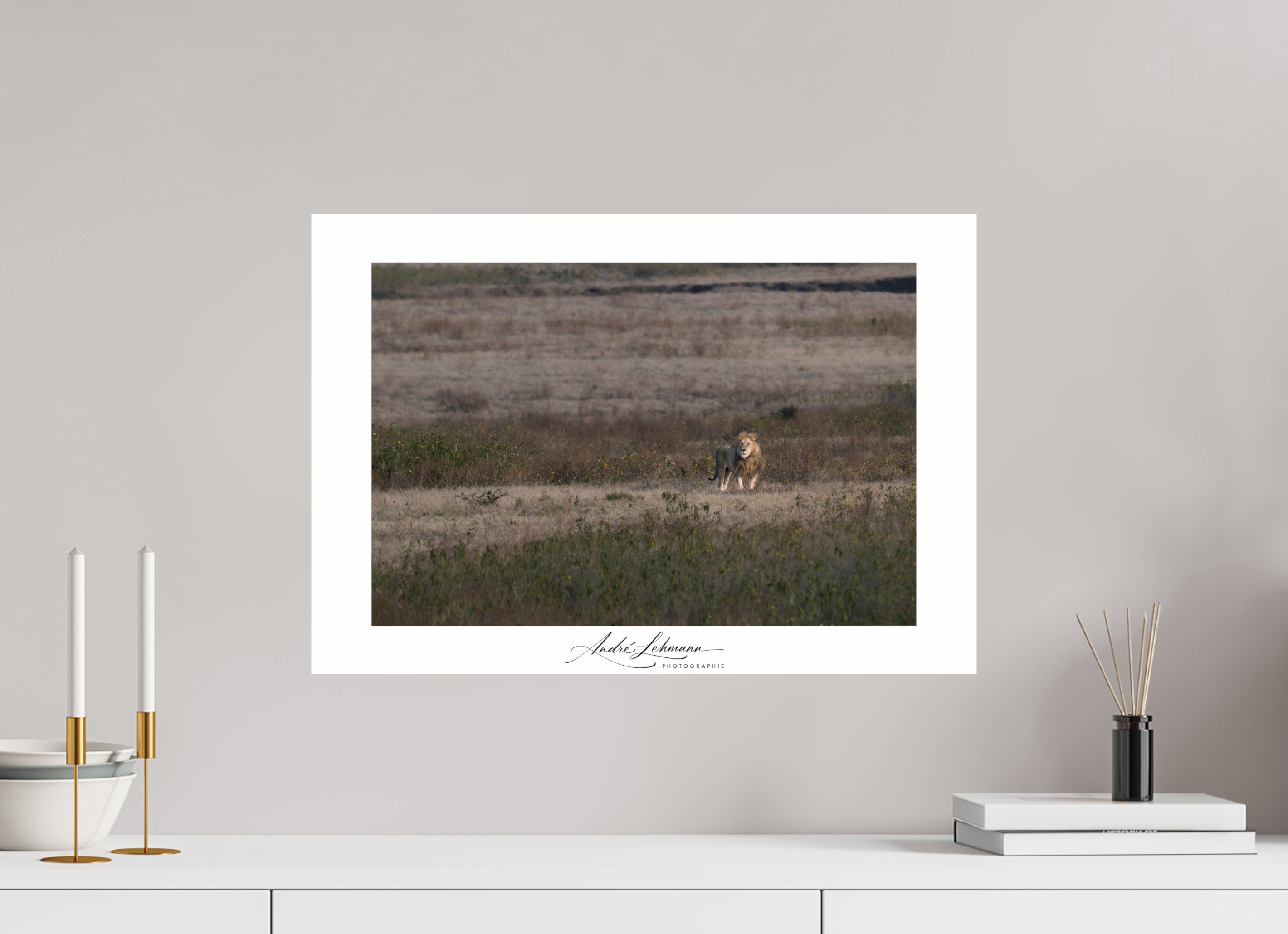 57.9 x 40 cm, Photo Print Under Acrylic Glass A lion surveys its territory