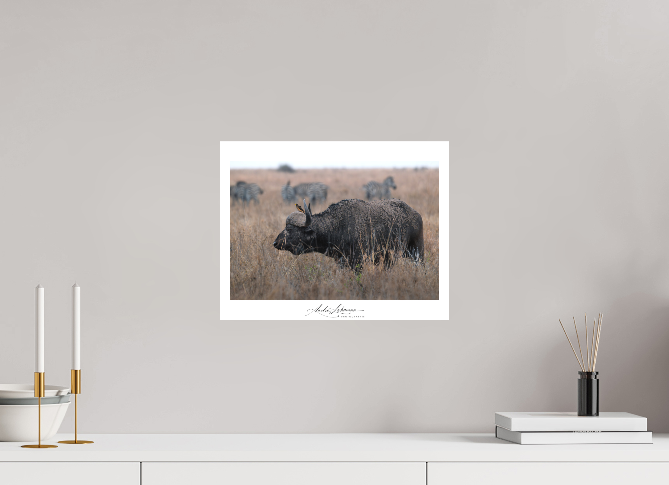 38.5 x 30 cm, Foto-Druck auf Alu-Dibond African Buffalo (Alu Dibond)