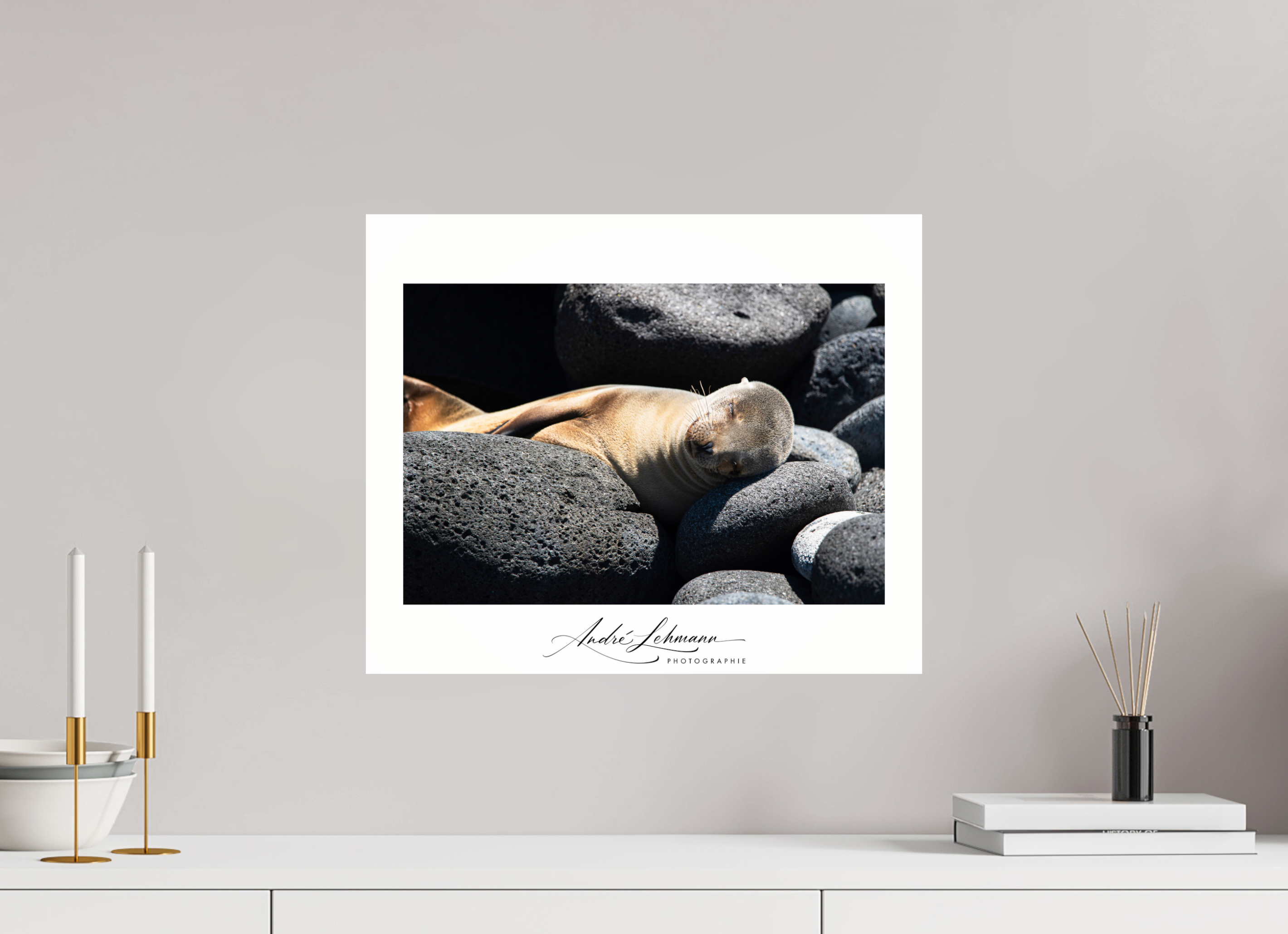 48.4 x 40 cm, Photo Print Under Acrylic Glass Galapagos sea lion