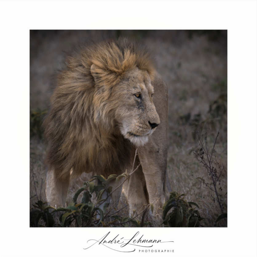 Main image Male lion