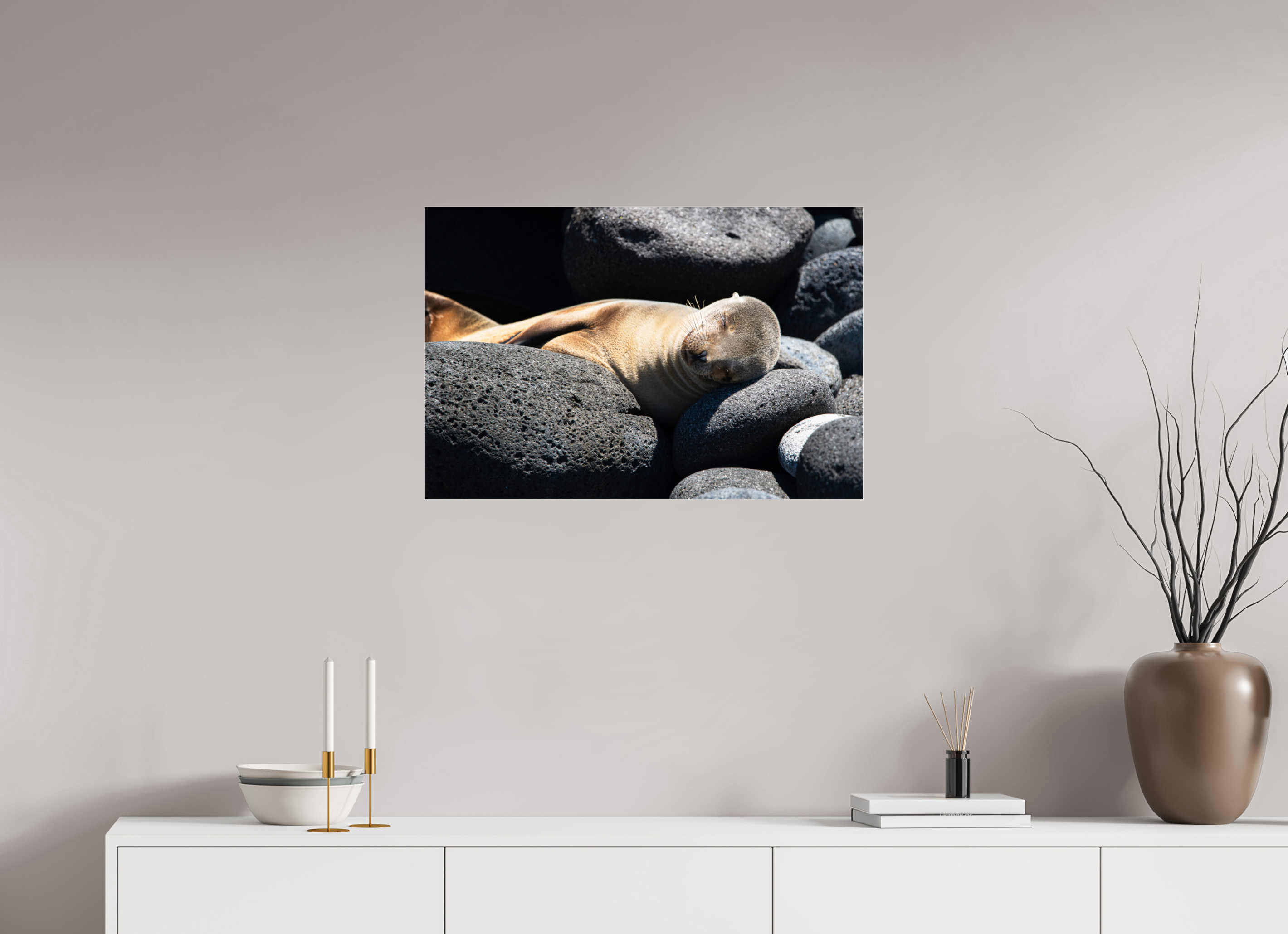 75 x 50 cm, Photo Print Under Acrylic Glass Galapagos Sea Lion