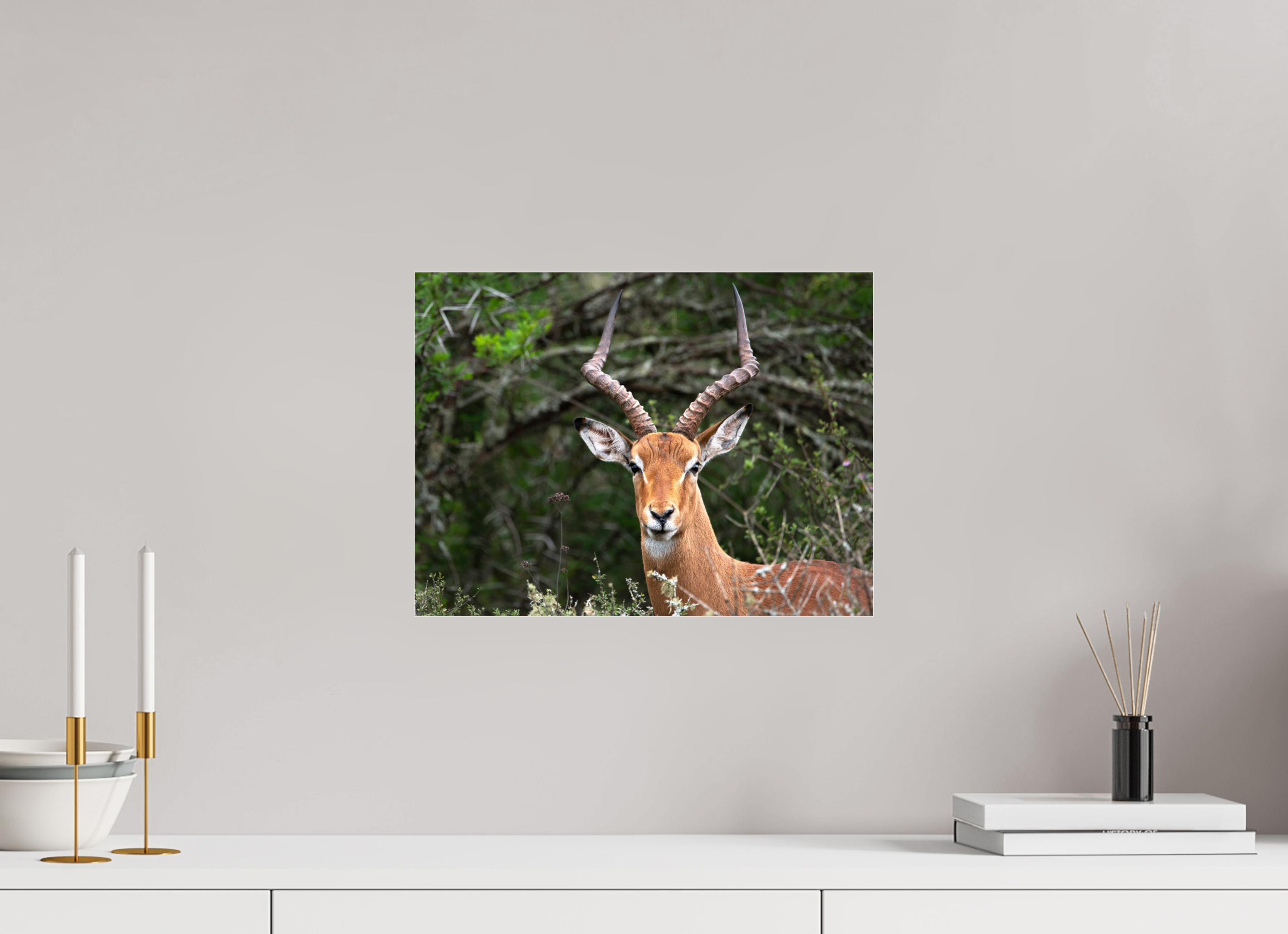 40 x 30 cm, Photo Print Under Acrylic Glass Impala (mo Frame)