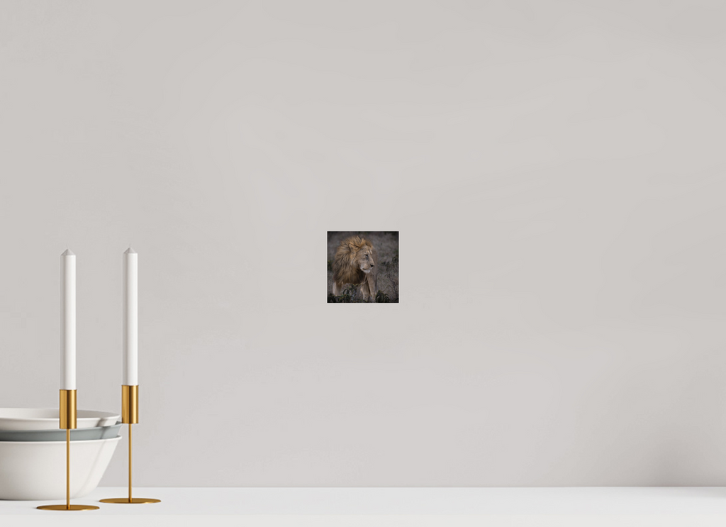 10 x 10 cm, Photo Print Under Acrylic Glass Male lion