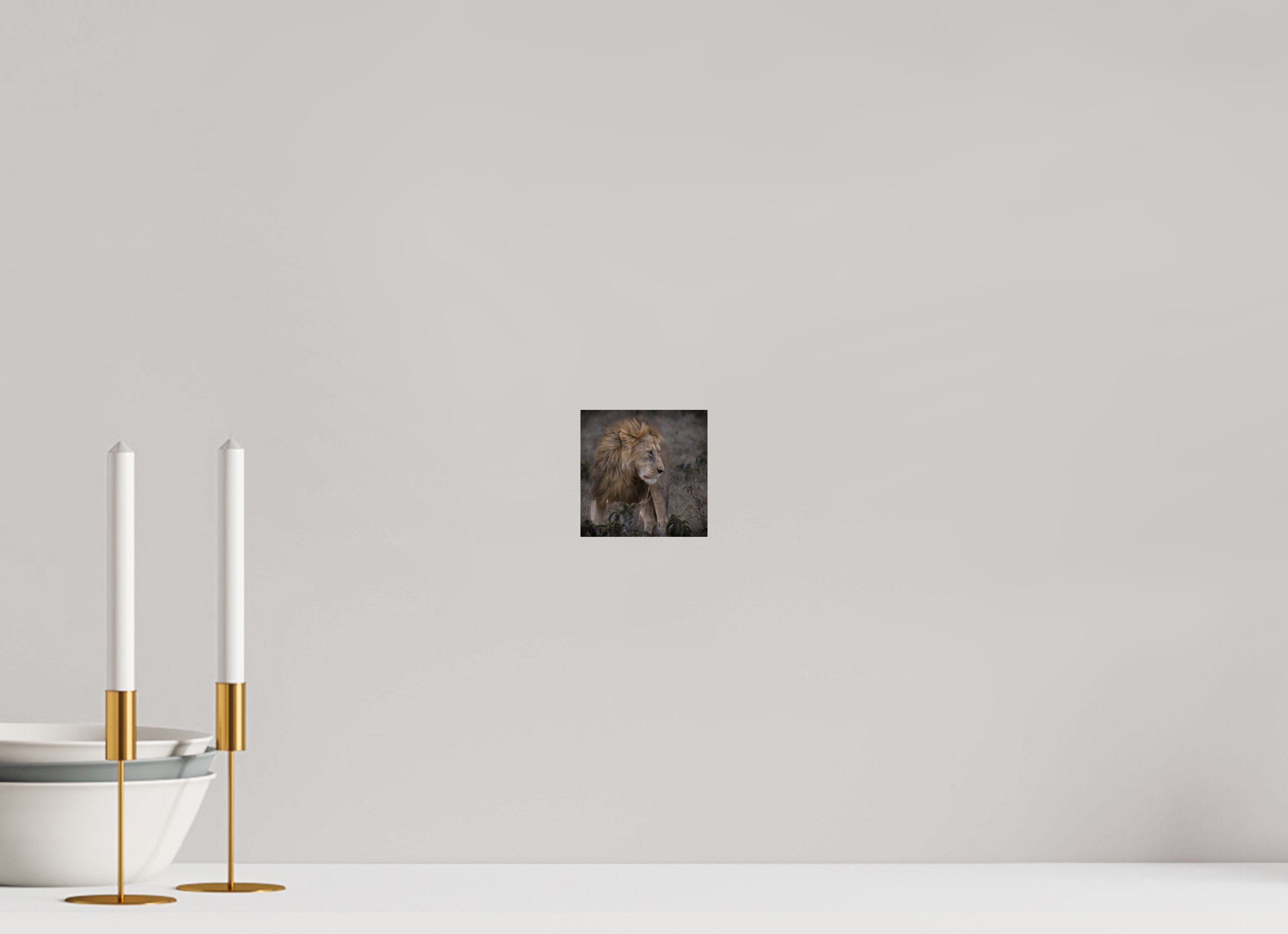 10 x 10 cm, Photo Print Under Acrylic Glass Male lion
