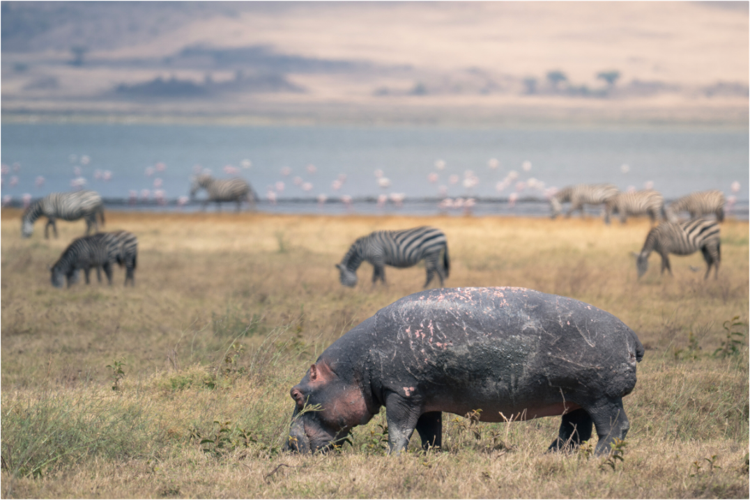 Main image Hippo out of the water