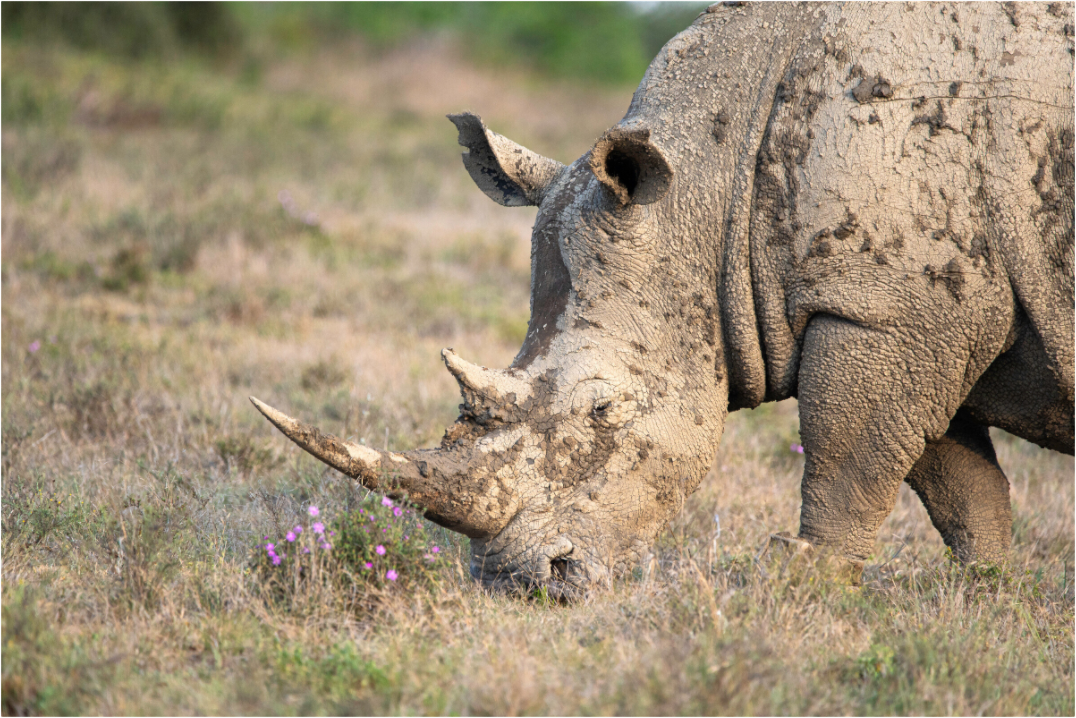 Main image Rhino (no frame)