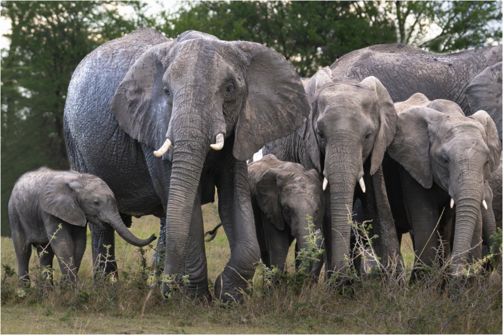 Main image Happy Elephant family (no frame)
