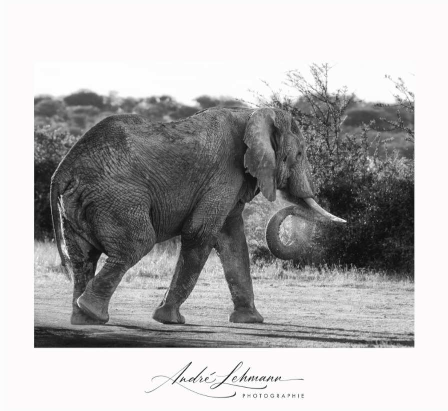 Main image Elephant black and white (Alu dibond)
