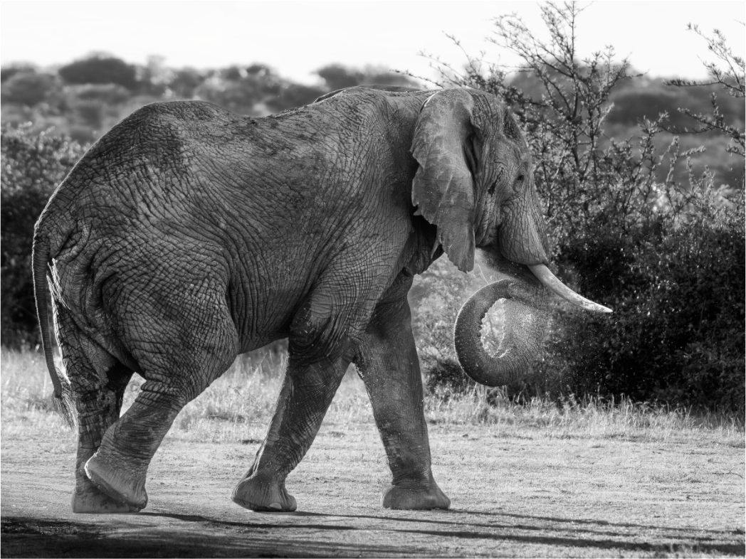 Main image Elephant black and white (no frame)
