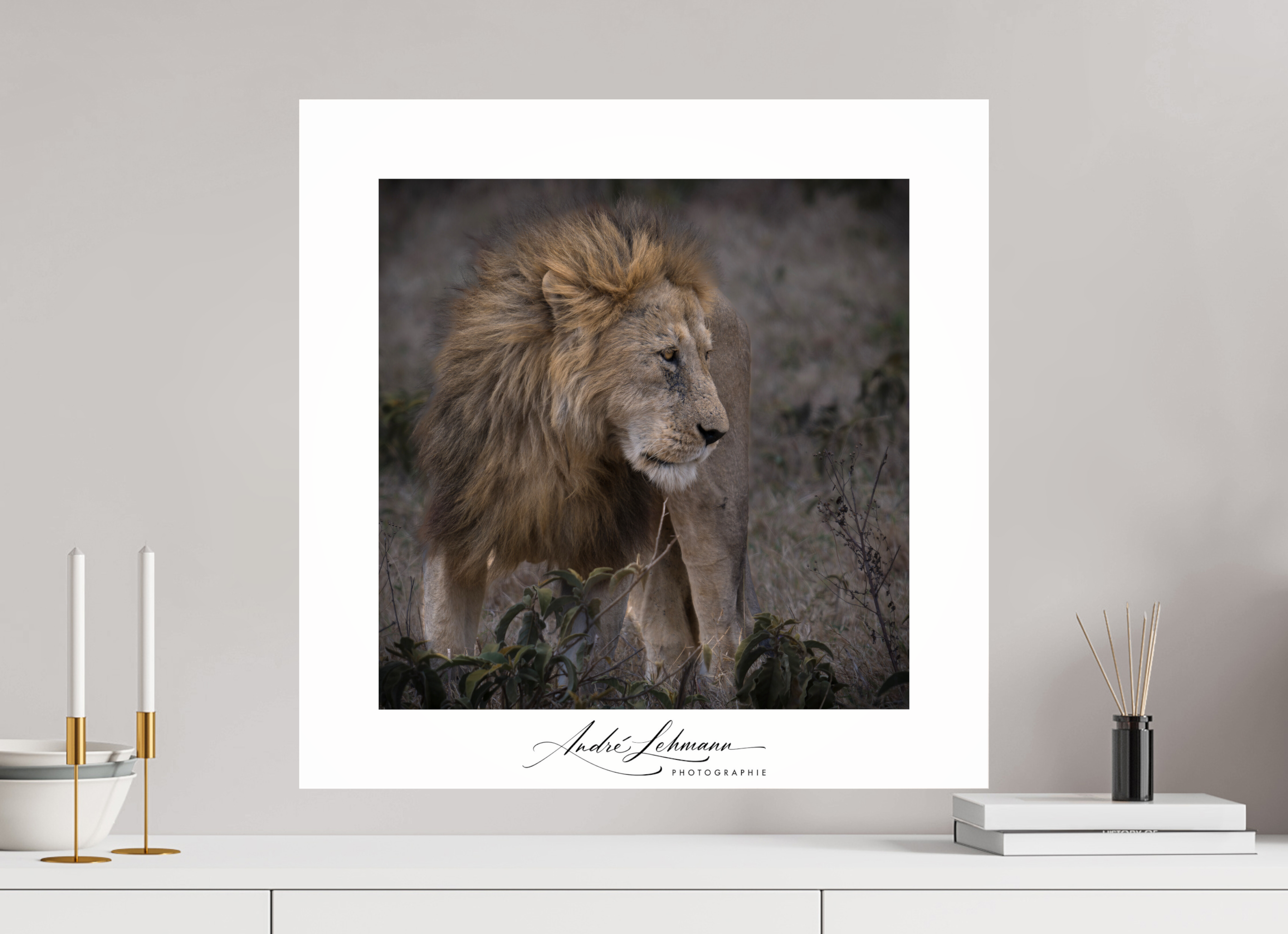 60 x 60 cm, Photo Print Under Acrylic Glass Male lion