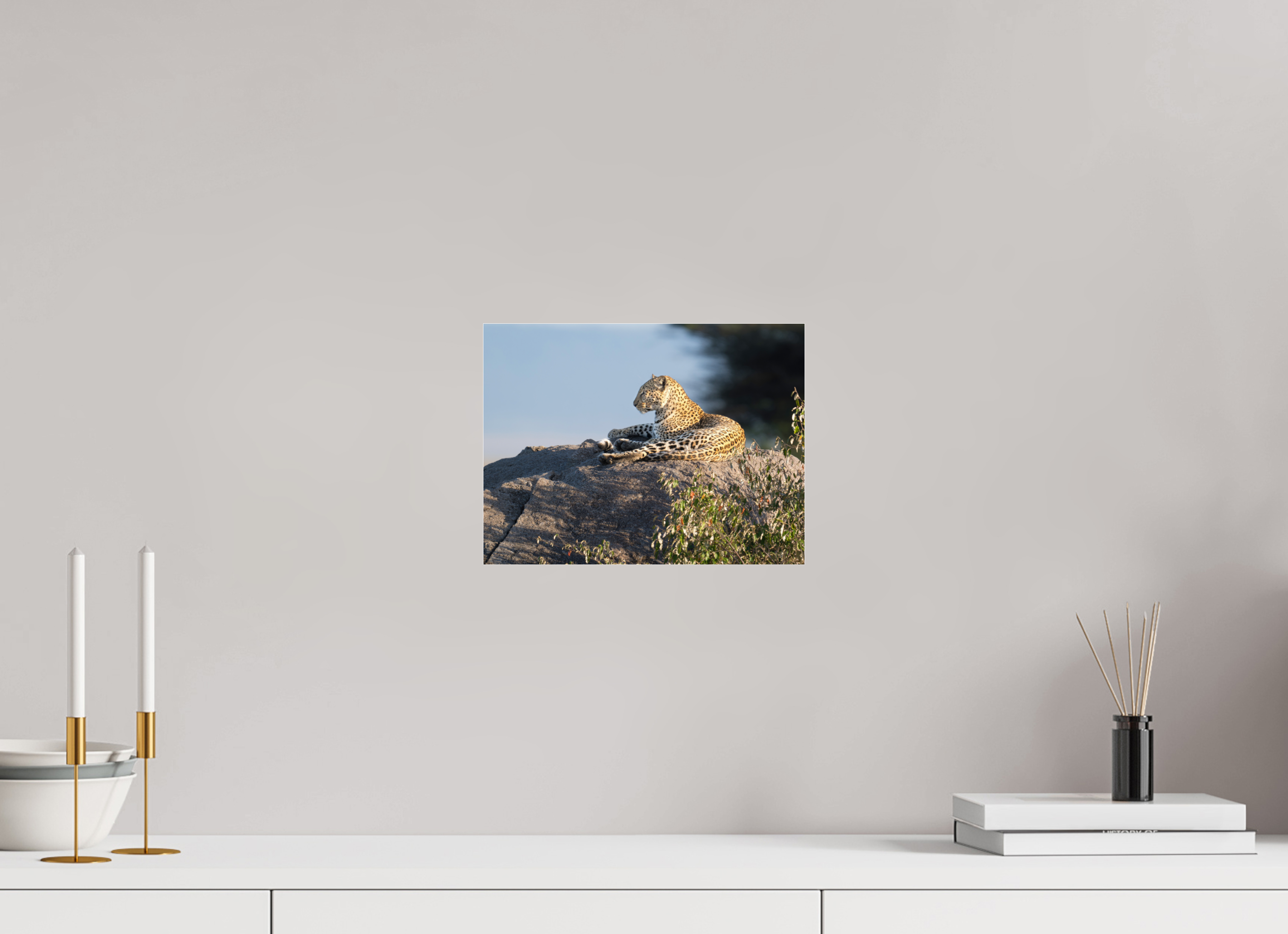 28 x 21 cm, Photo Print Under Acrylic Glass Leopard scanning the horizon
