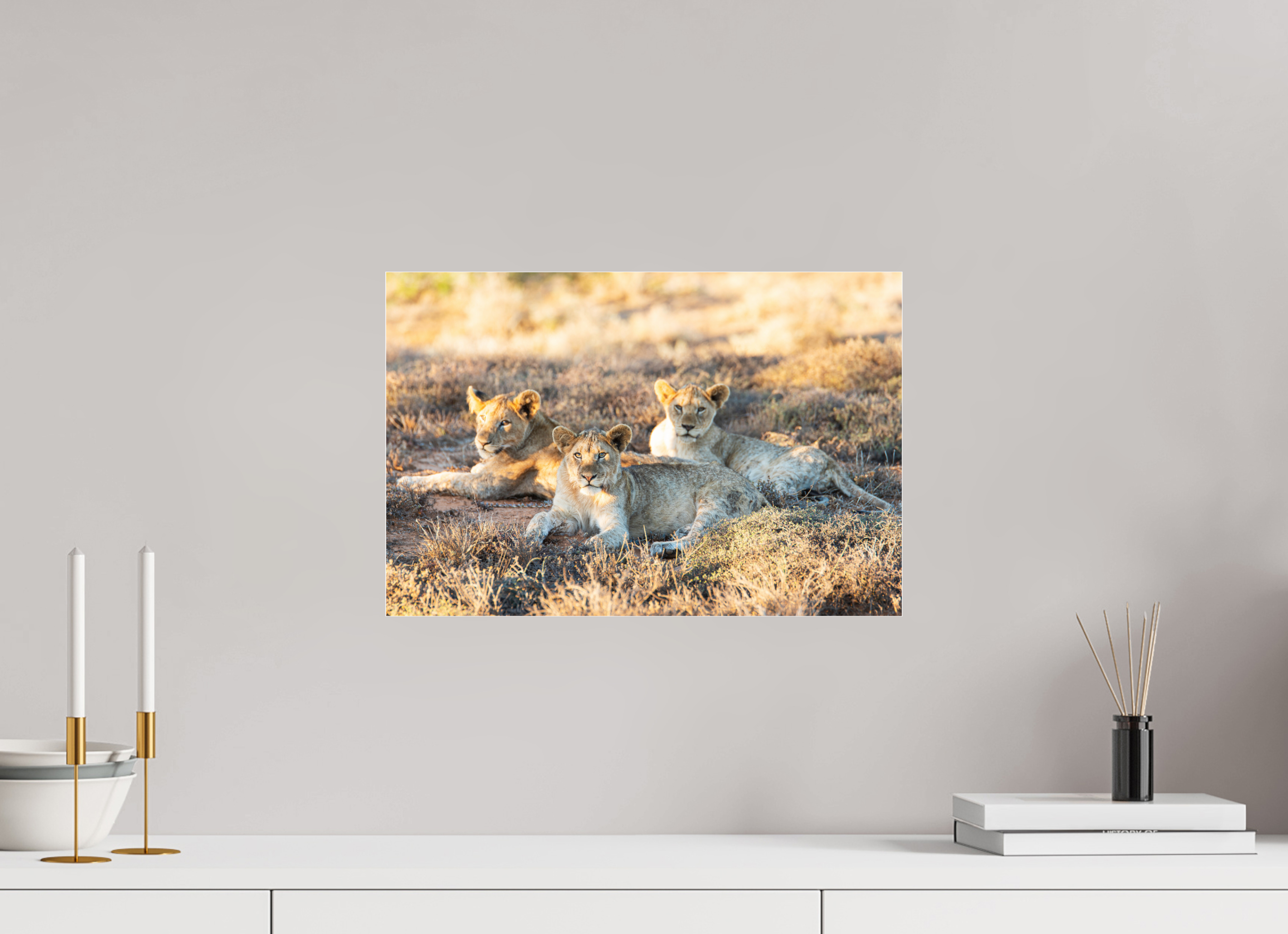 45 x 30 cm, Photo Print Under Acrylic Glass Lion cubs (no frame)
