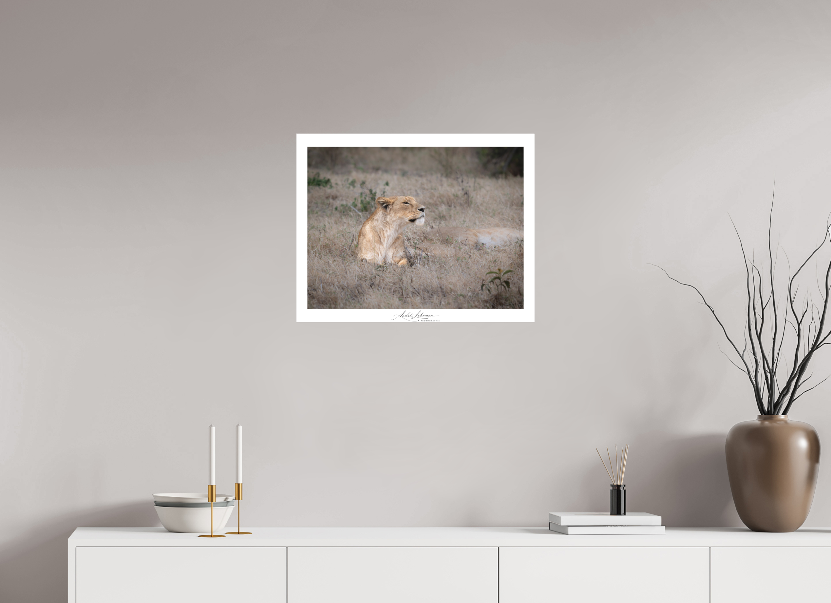 63.1 x 50 cm, Foto-Druck auf Alu-Dibond An attentive lioness (Alu Dibond)