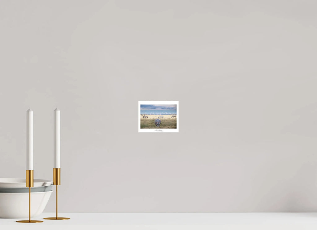 12.8 x 10 cm, Foto-Druck auf Alu-Dibond Hippo granzing (Alu dibond)
