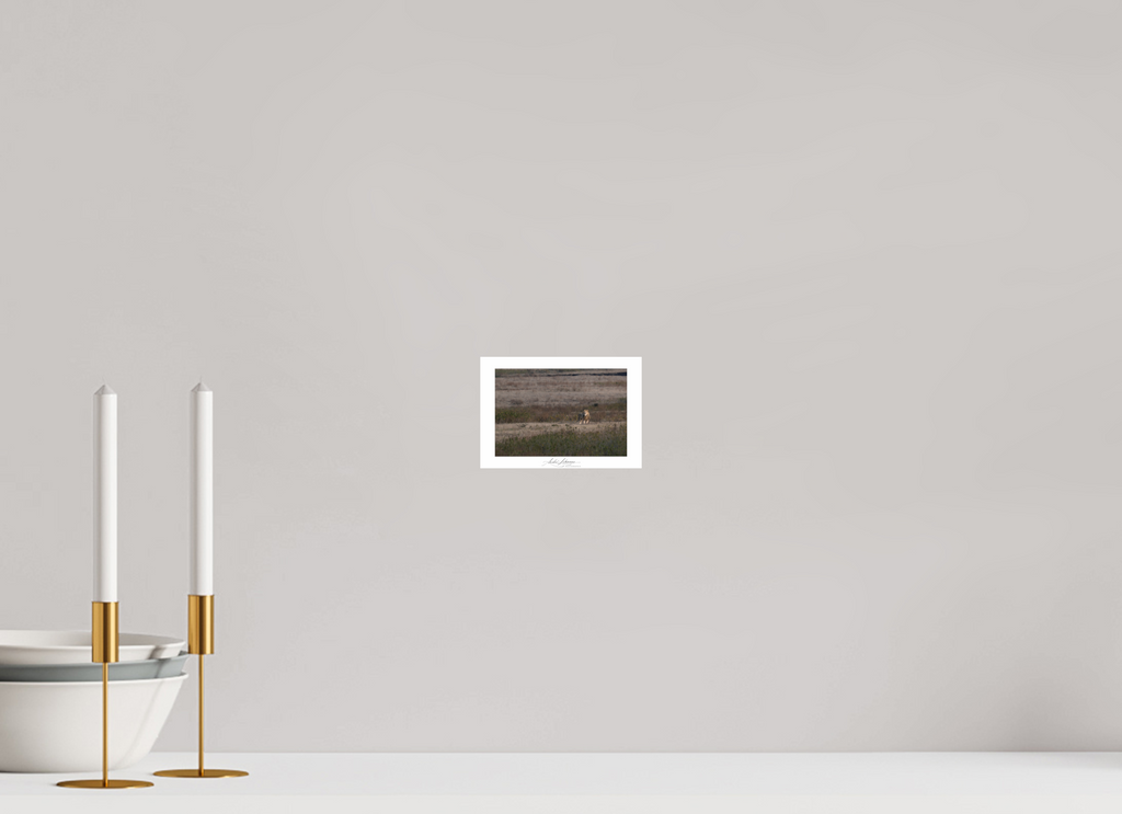 14.5 x 10 cm, Photo Print Under Acrylic Glass A lion surveys its territory