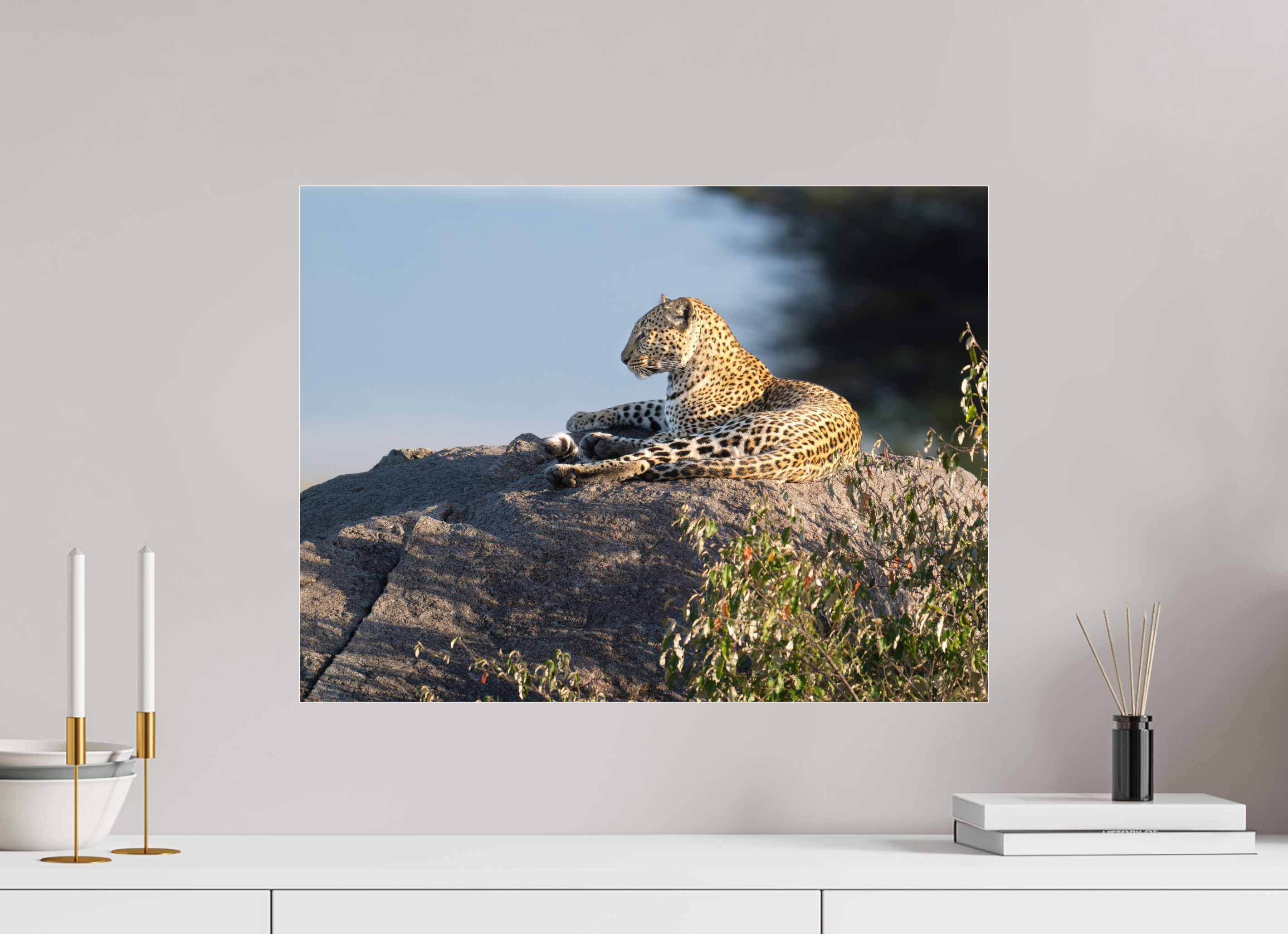 60 x 45 cm, Photo Print Under Acrylic Glass Leopard scanning the horizon