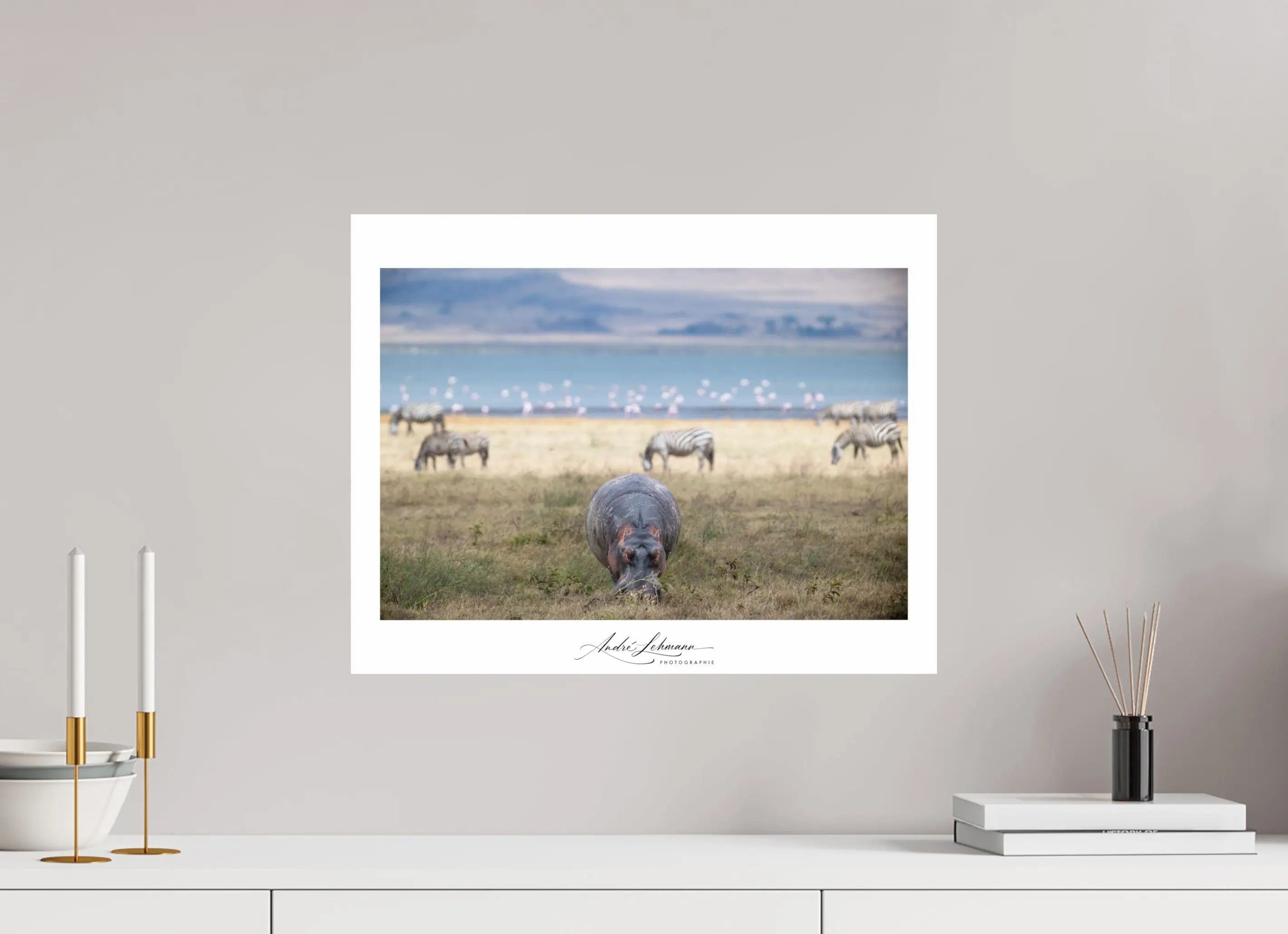 51 x 40 cm, Photo Print Under Acrylic Glass Hippo grazing