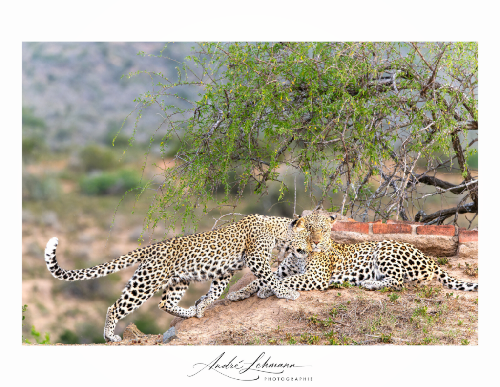 Main image Two Leopards