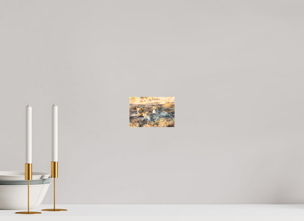 15 x 10 cm, Photo Print Under Acrylic Glass Lion cubs (no frame)
