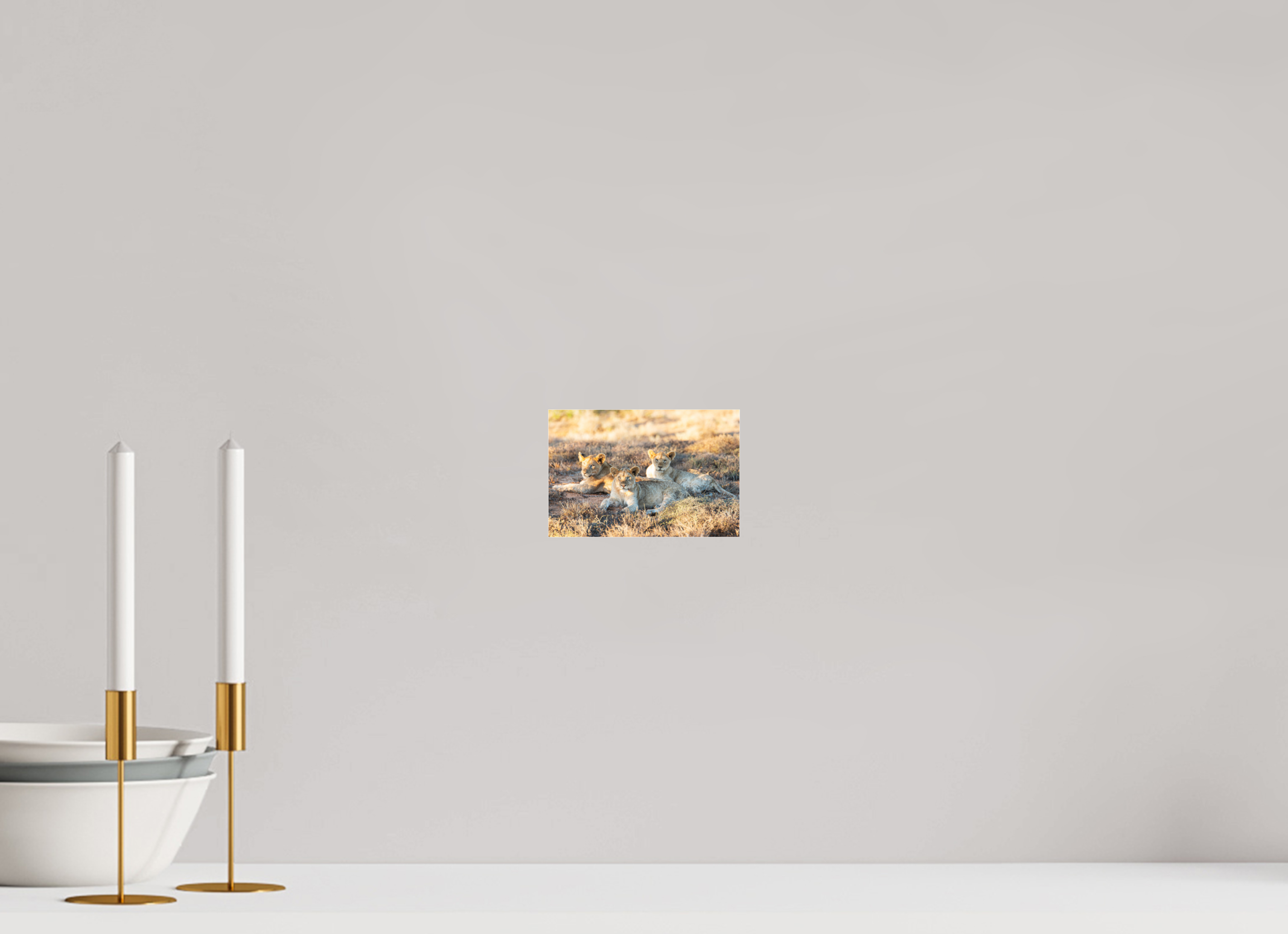 15 x 10 cm, Photo Print Under Acrylic Glass Lion cubs (no frame)
