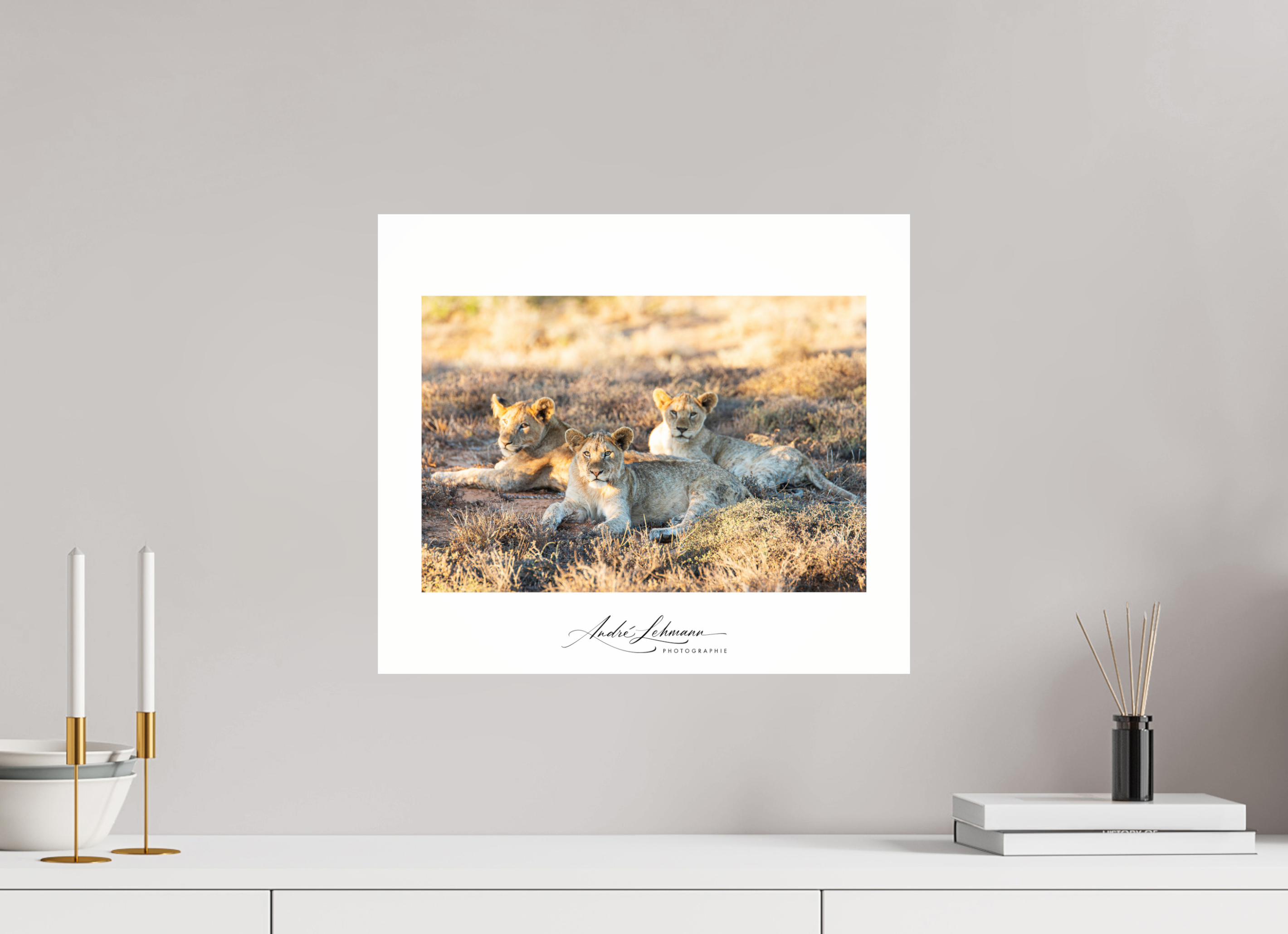 46.3 x 40 cm, Photo Print Under Acrylic Glass Lion Cubs