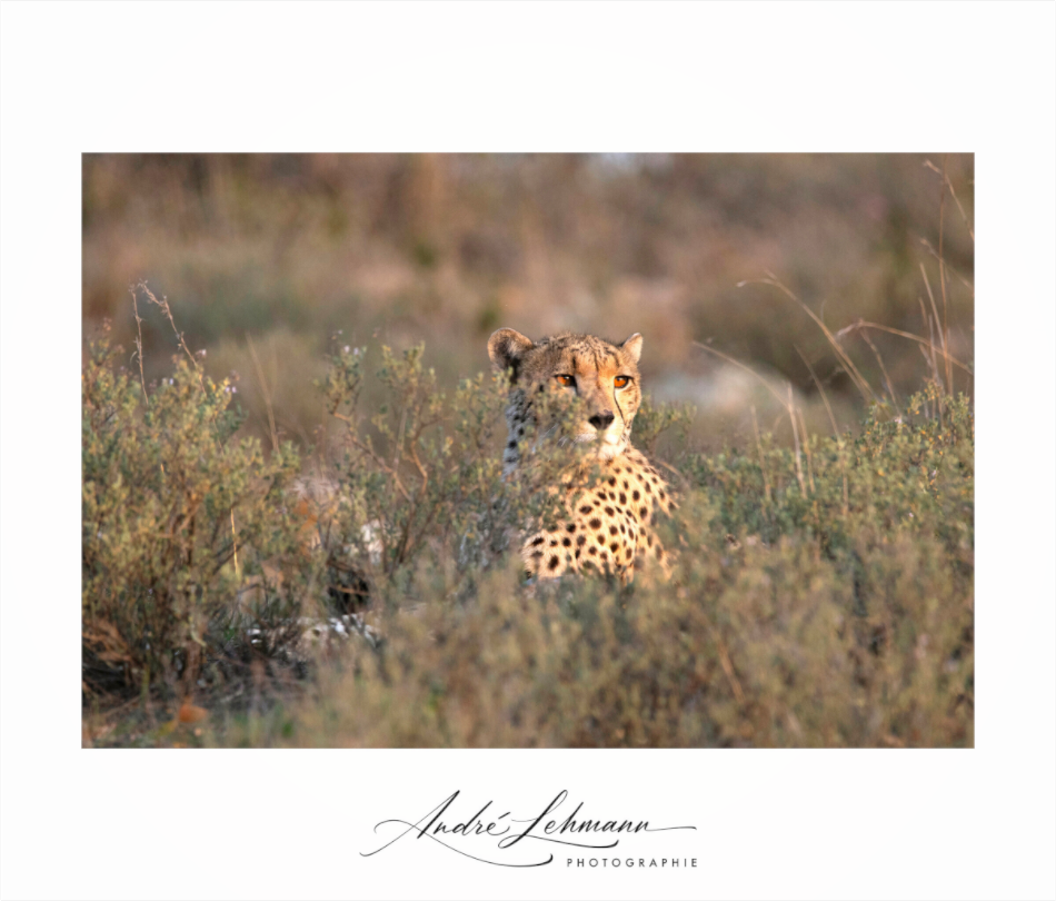 Main image Cheetah in the grass