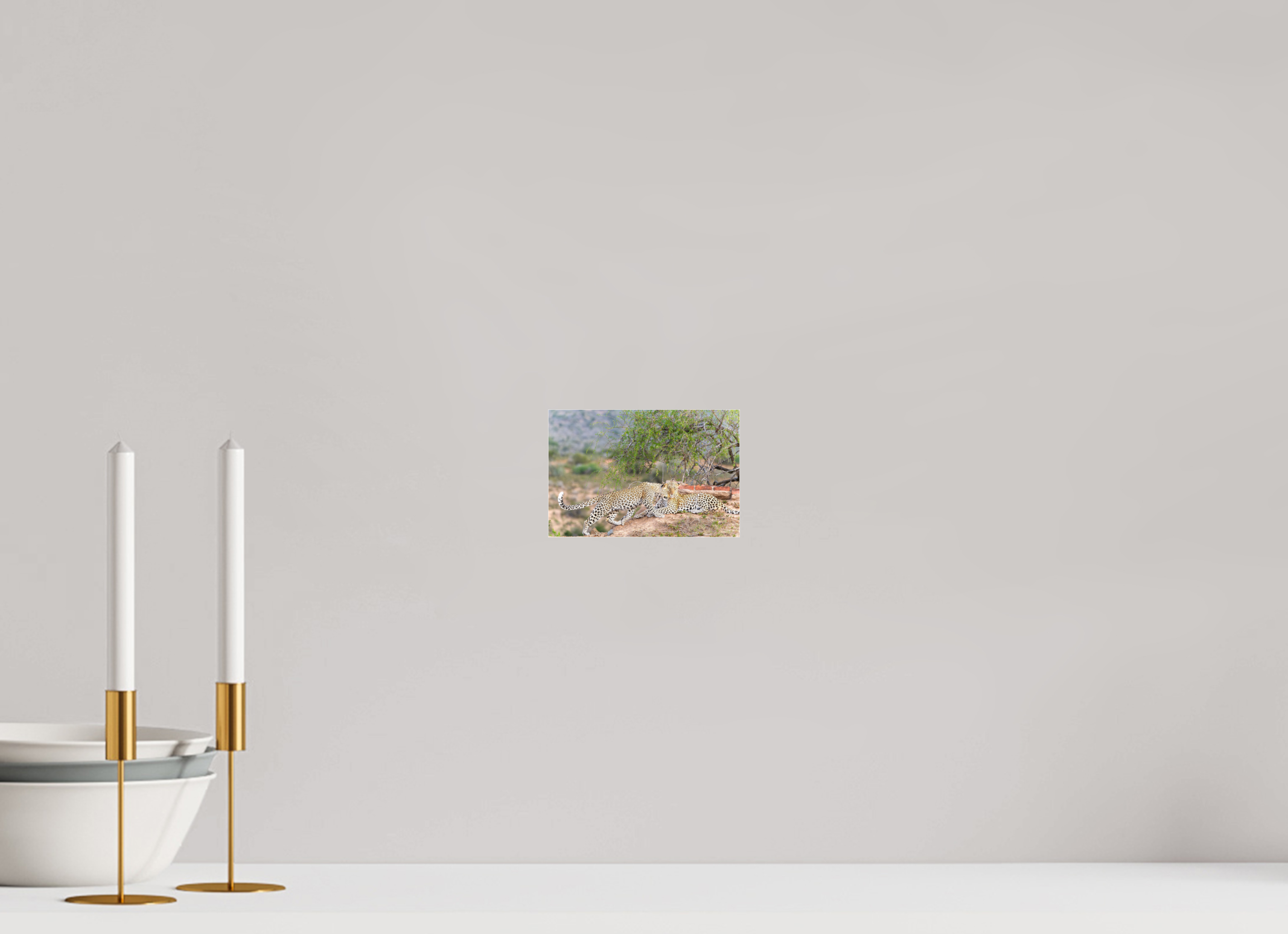 15 x 10 cm, Photo Print Under Acrylic Glass Two Leopards