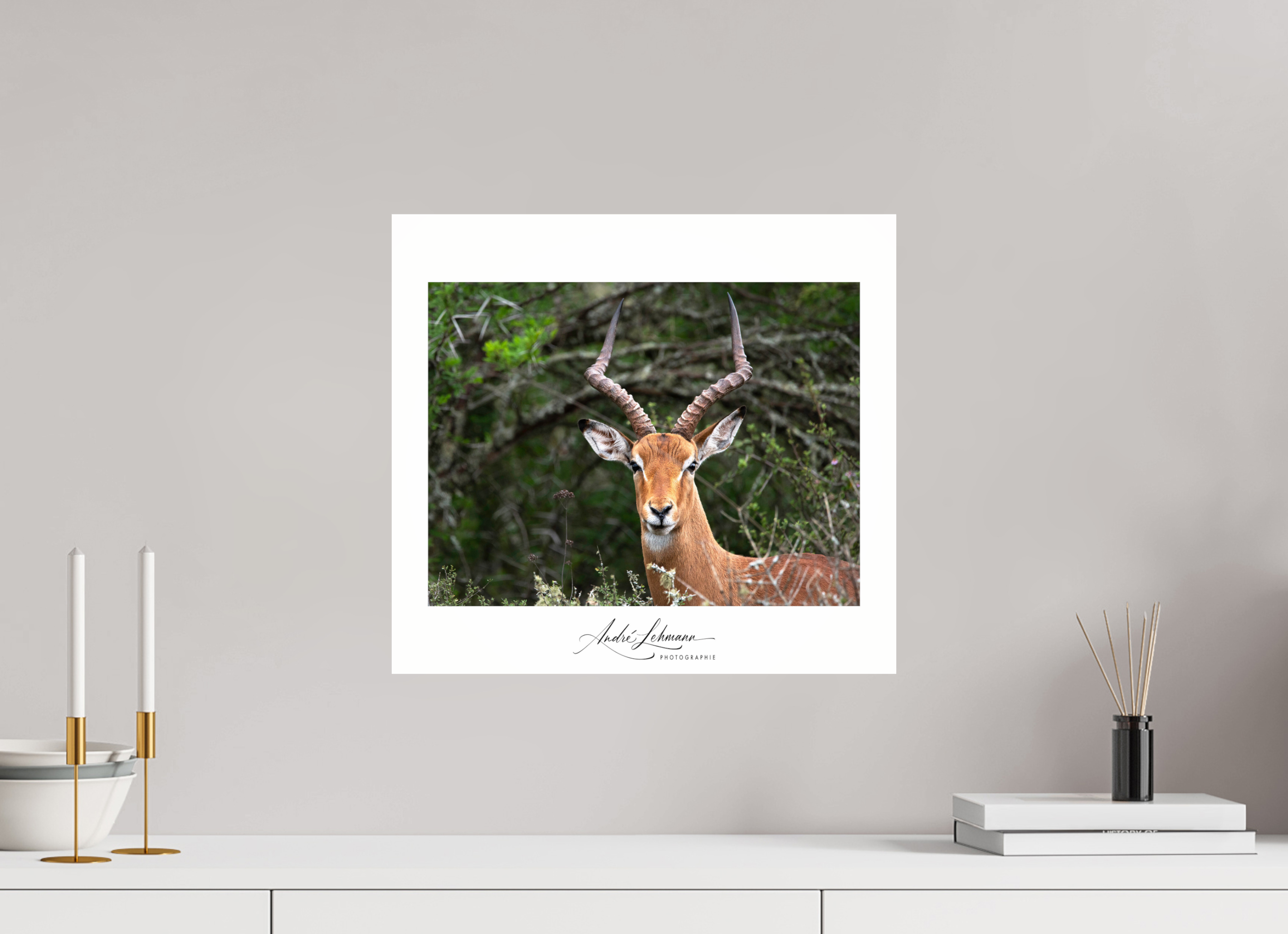 43.9 x 40 cm, Photo Print Under Acrylic Glass Impala
